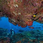 با تور مجازی به اعماق آب های جزیره کومودو سفر کنید